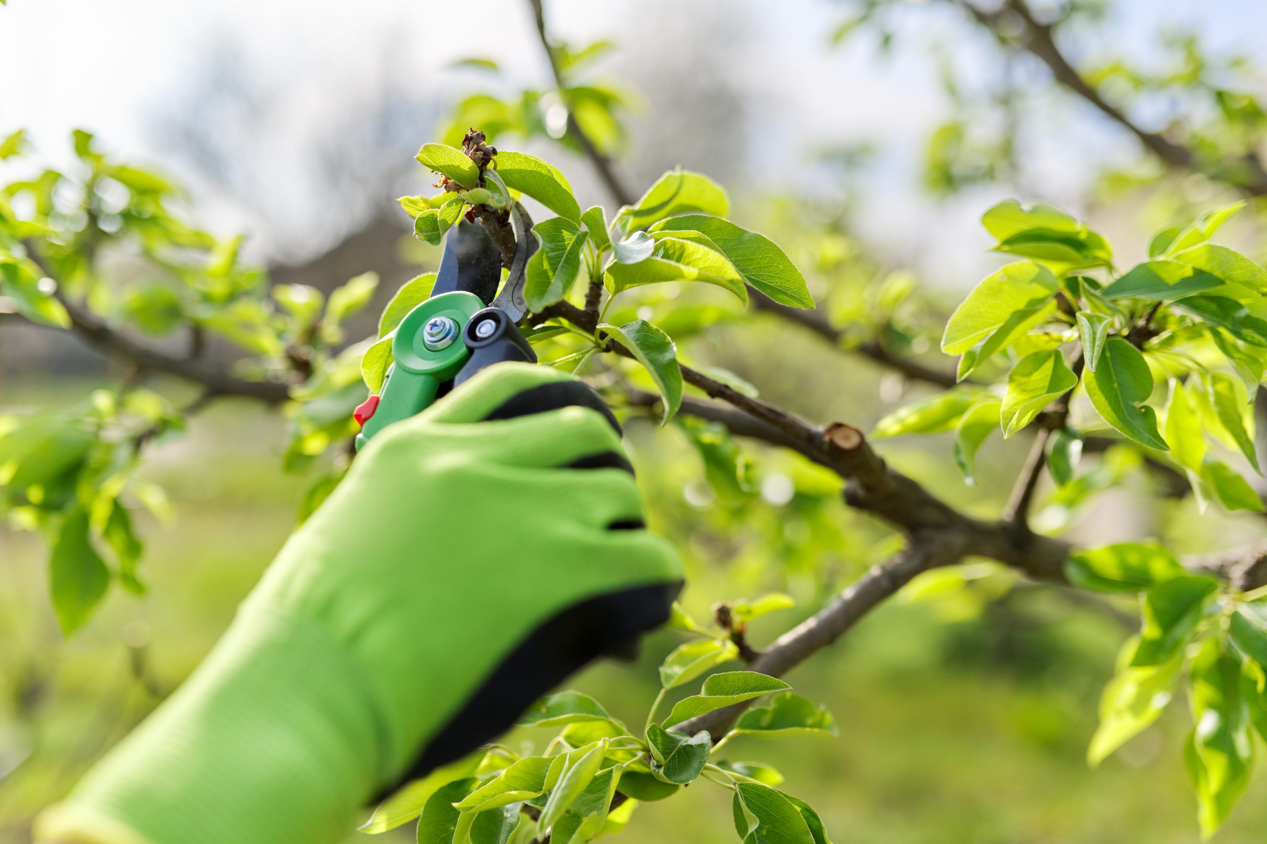 Obstbaum wird geschnitten